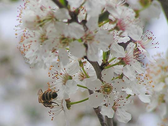 Cvjetanje trešnje početak je prvih ozbiljnih poslova na pčelinjaku