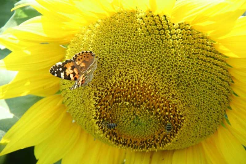  Danas na pčelinjaku - suncokret 2012