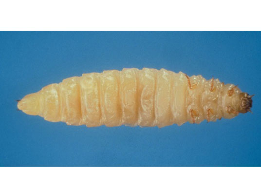 aethina-larva