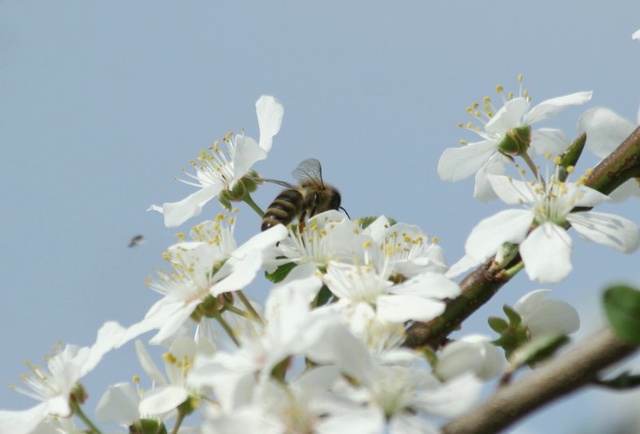  Danas na pčelinjaku 25.3.2012.